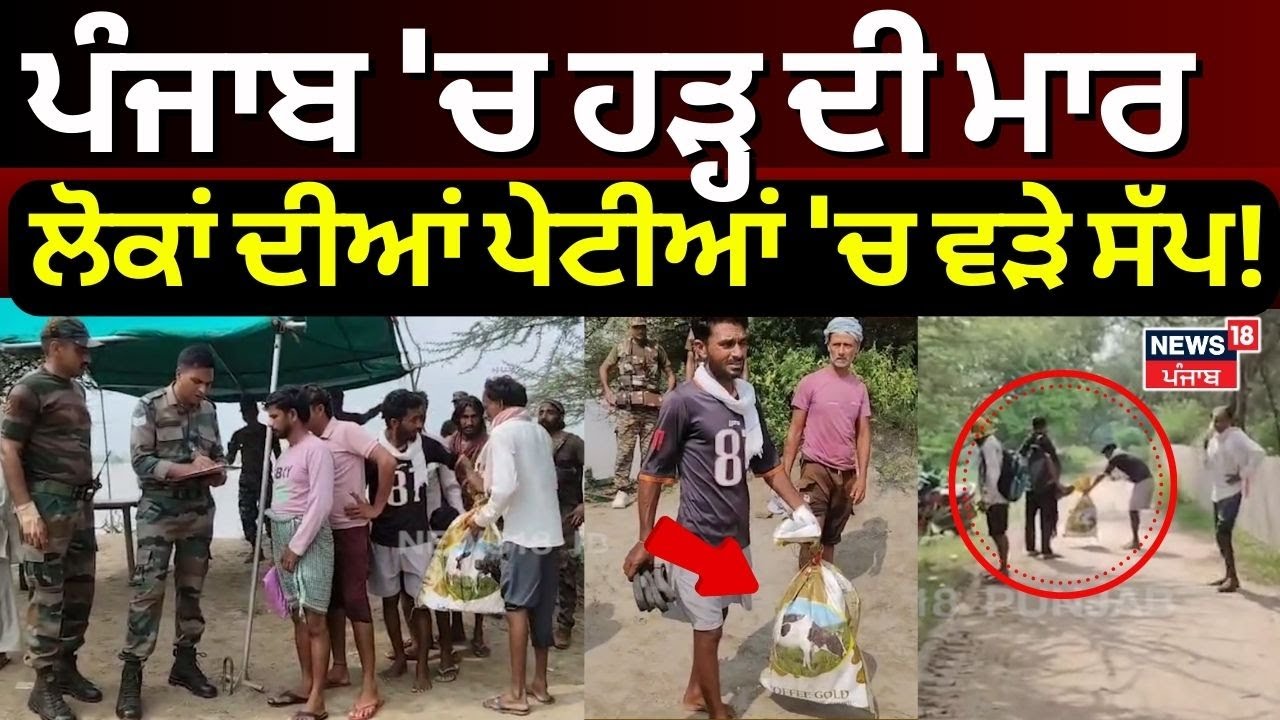 Fazilka Floods |ਪੰਜਾਬ 'ਚ ਹੜ੍ਹ ਦੀ ਮਾਰ, ਲੋਕਾਂ ਦੀਆਂ ਪੇਟੀਆਂ 'ਚ ਵੜੇ ਸੱਪ! Punjab Floods | Latest News|N18V