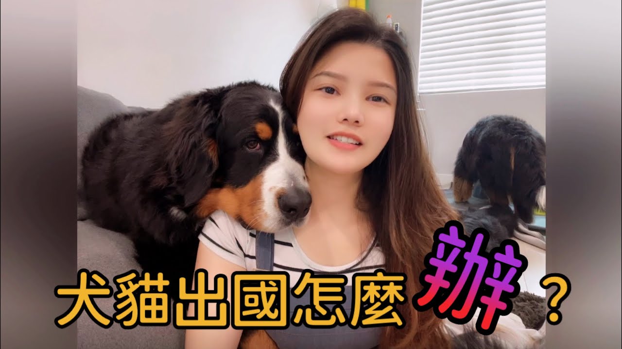 【伯恩山聯萌】帶著狗狗移民美國 🇺🇸 How to bring dogs to USA