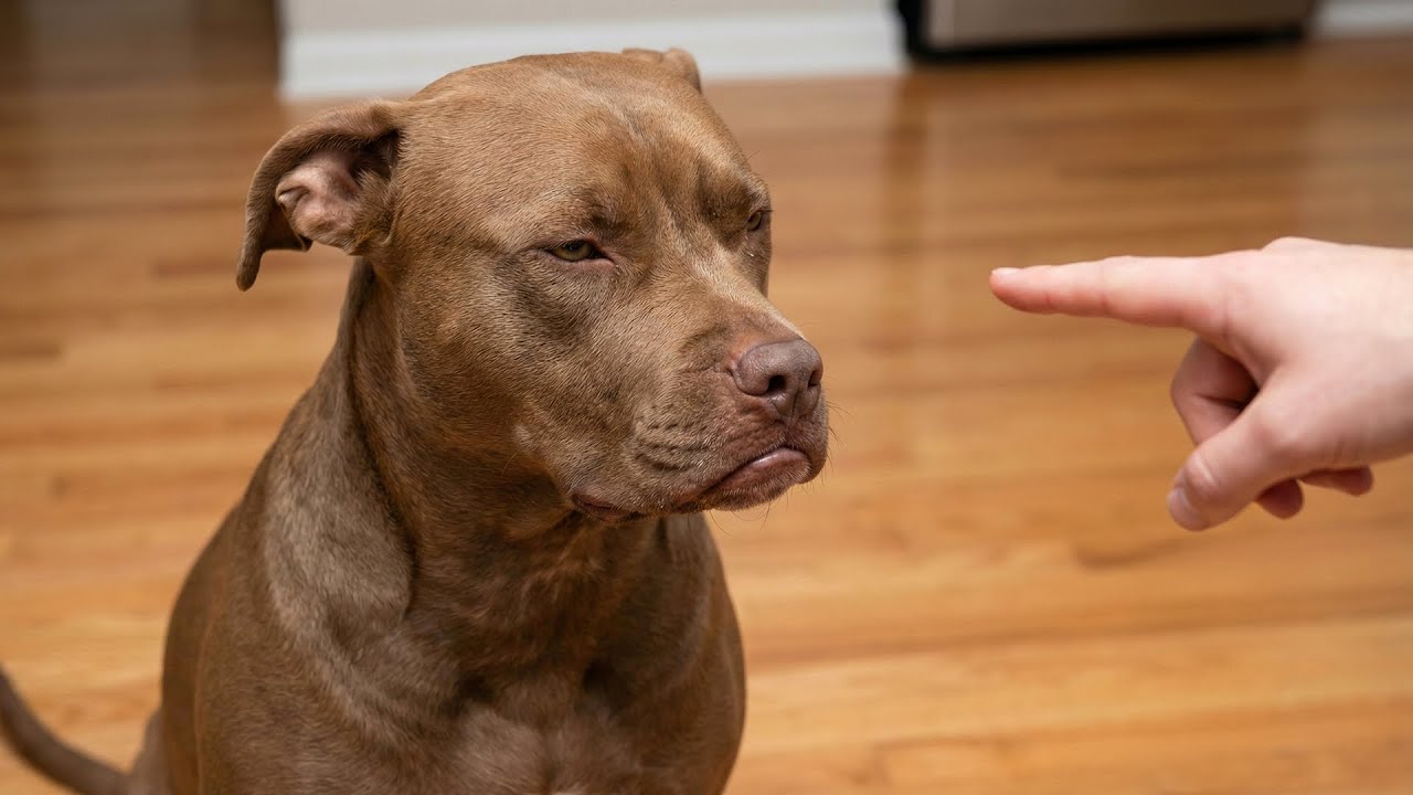 Smarty Funny Animals Video Compilation 😹🐶 Funniest Cat & Dog Moments Ever Recorded 🤣
