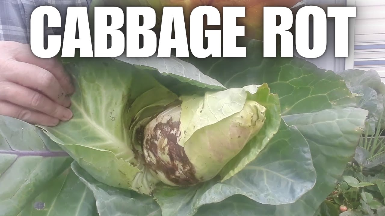 🥬 Cabbage Rot: A Sneaky Saboteur in the Garden [Container Gardening ]