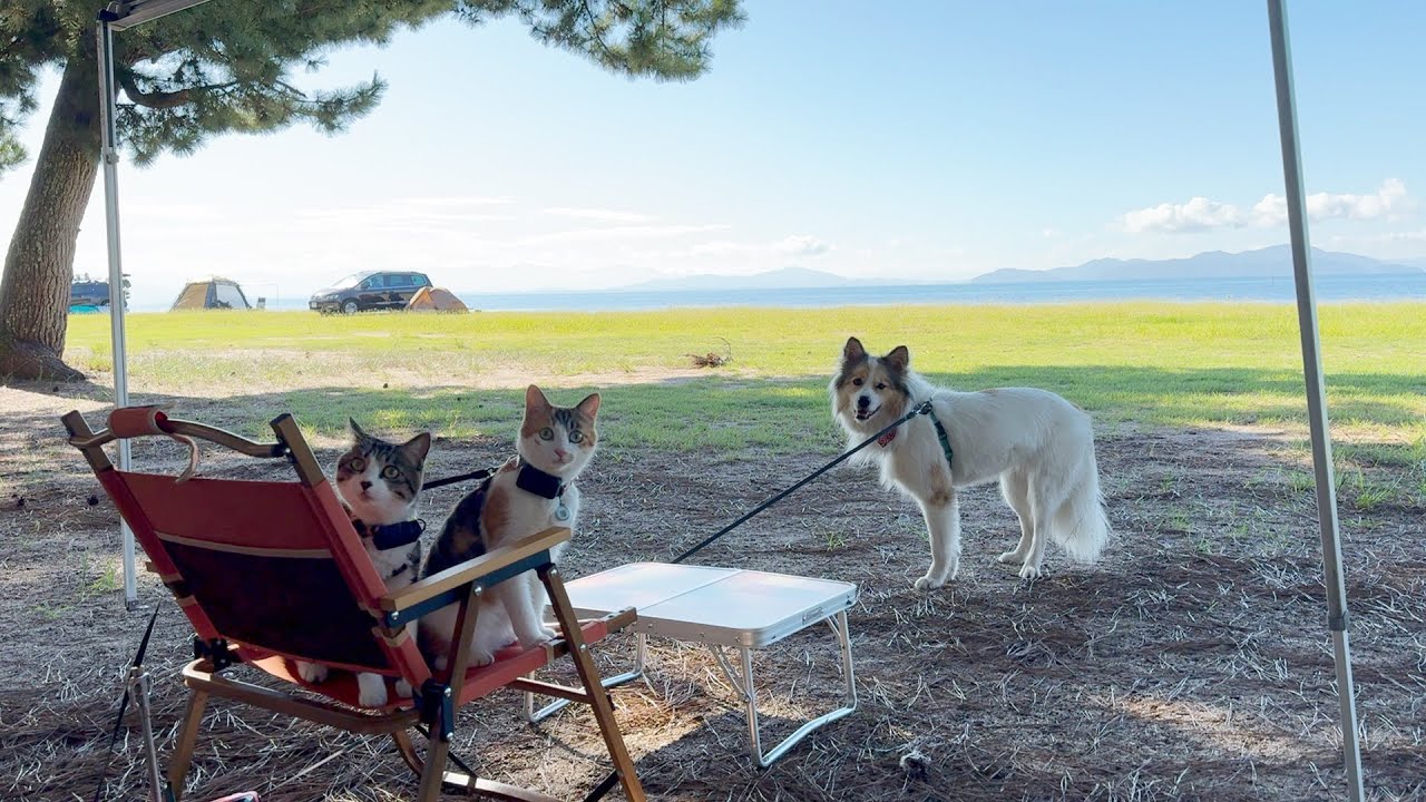 犬猫と絶景キャンプ🏕️琵琶湖のほとりの格安キャンプ場でのんびり過ごす旅。