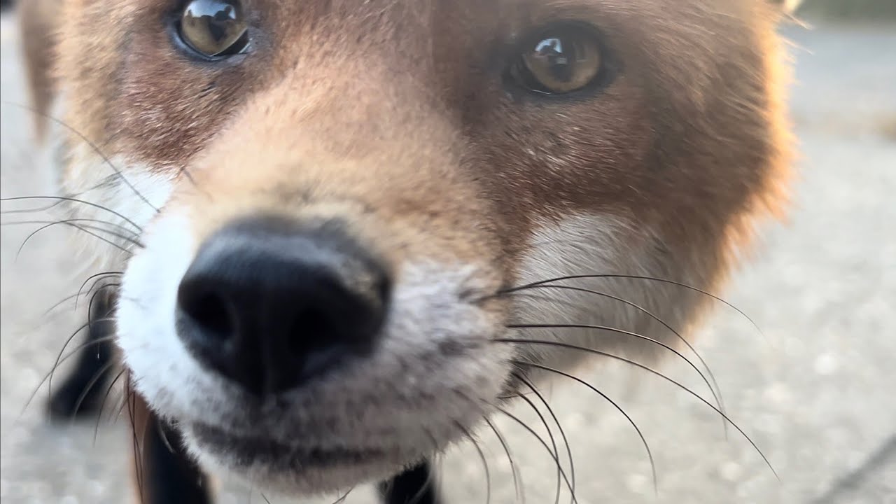 The Urban Foxes: 02/06/25 - 25/06/25 @permvw