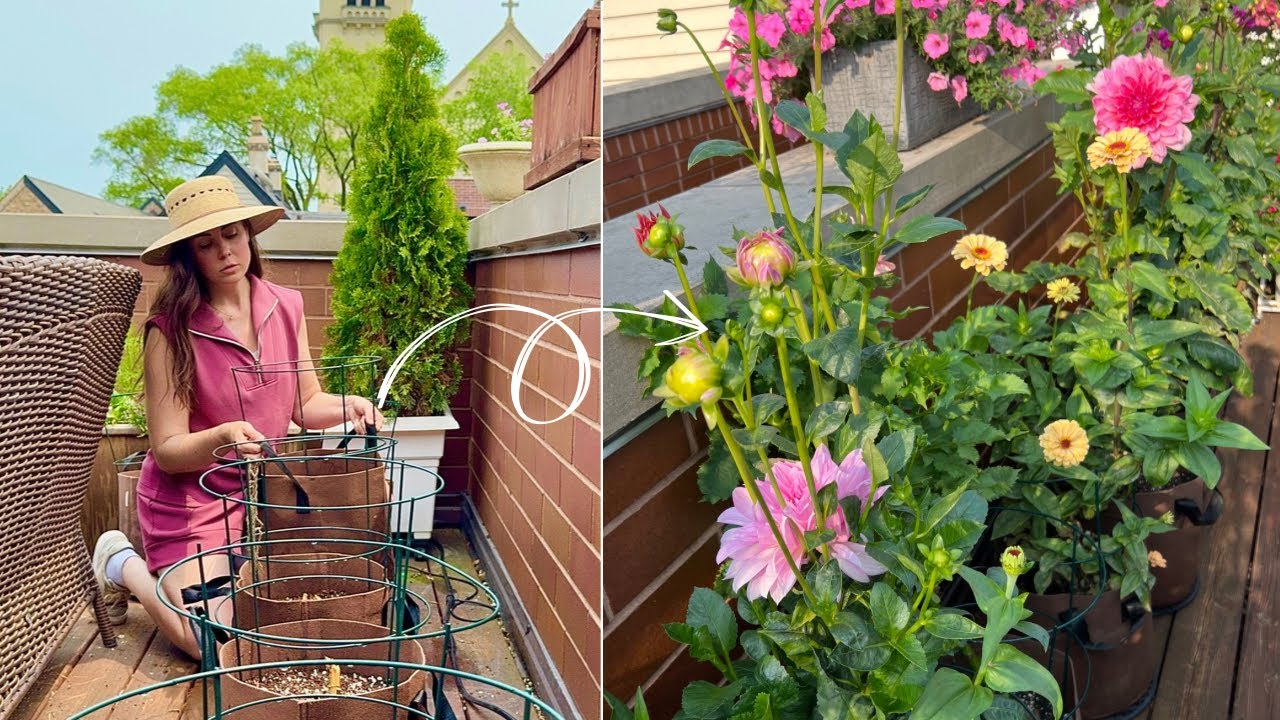 Creating A Container Dahlia Border 🌼🪴Growing Dahlias In Grow Bags!