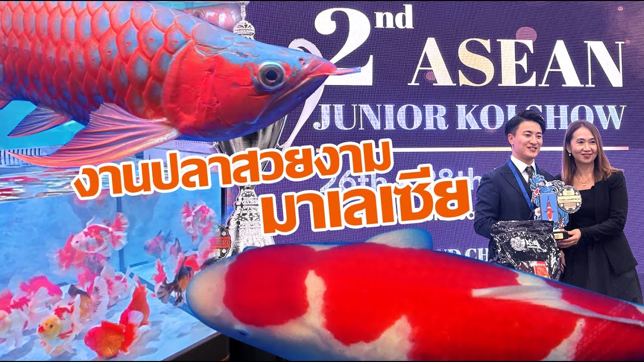 งานปลาสวยงามที่มาเลเซีย ดูประกวดปลาคาร์พที่มาเลเซียครั้งแรก 2nd ASEAN JUNIOR KOI SHOW Malaysia