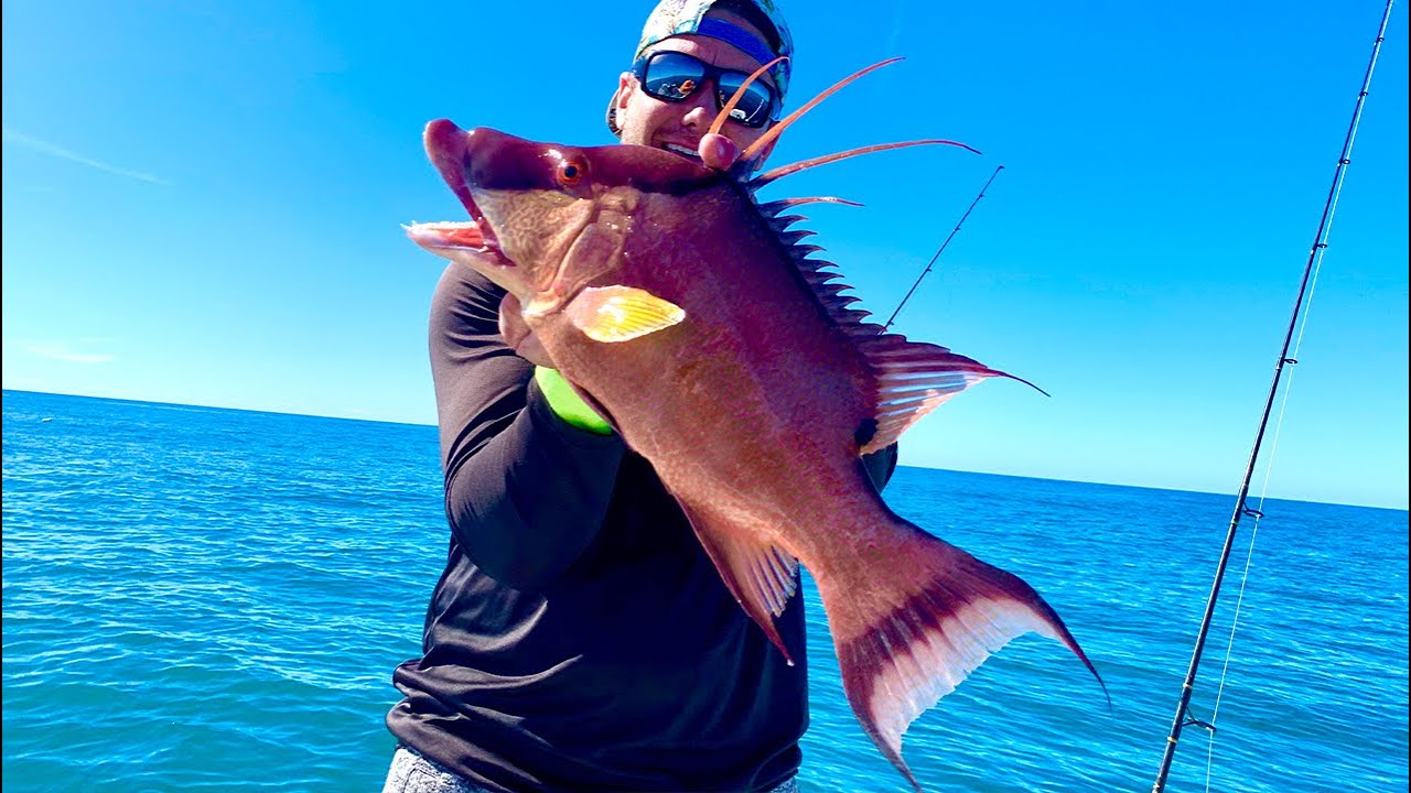 How to Catch Hogfish | Catch & Cook |  Anna Maria Island Bradenton Florida