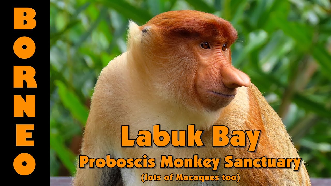 Labuk Bay Proboscis Monkey Sanctuary- Borneo - 29 Apr 2023 - 4K