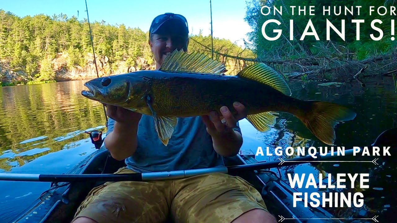 Fishing Algonquin Park for BIG Walleye