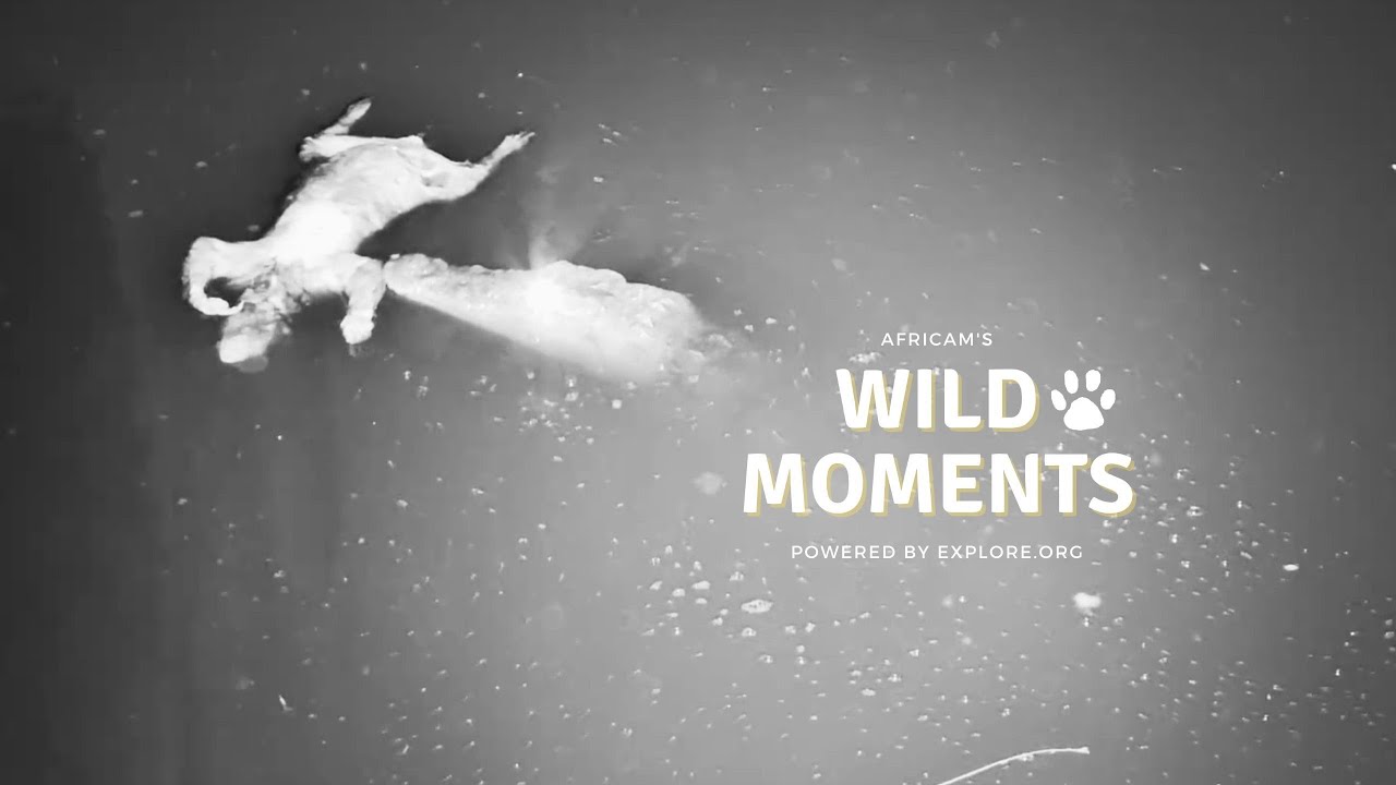 Crocodile, Snakes & Serval | Wild Moments | January 22