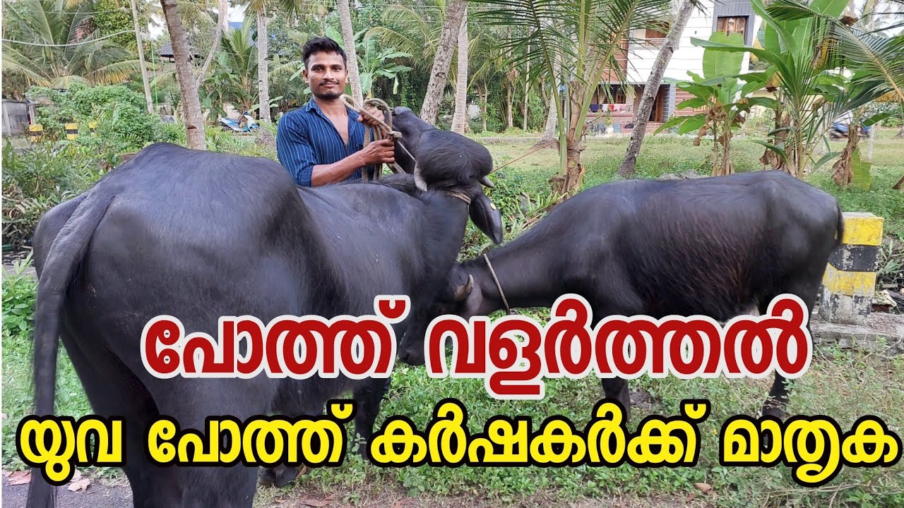 തസലീമിൻ്റെ പോത്ത് വളർത്തൽ|പോത്ത് കൃഷിയിലെ യുവ വിജയം |പോത്ത് വളർത്തൽ അറിയേണ്ടതെല്ലാം