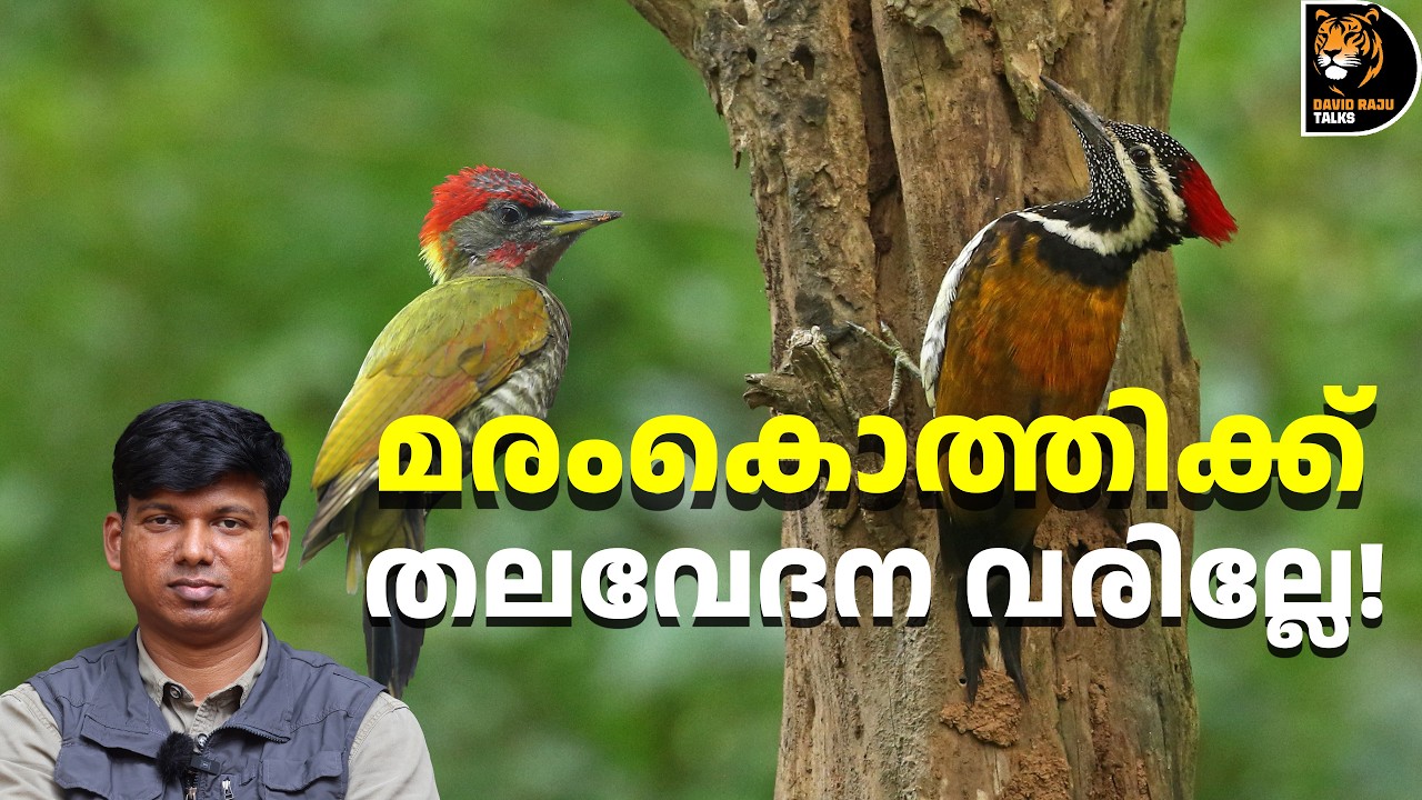 കേരളത്തിലെ മരംകൊത്തികൾ! Woodpeckers of Kerala ; #davidrajutalks #birds #wildlife #woodpecker
