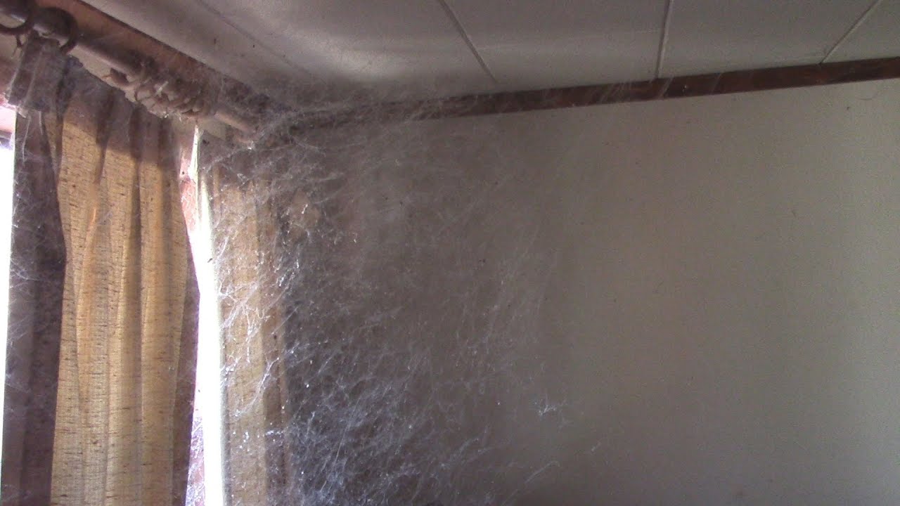 Spiders - Natures Natural Flycatchers #AZVlogger [Day 84] #LifeInAZ