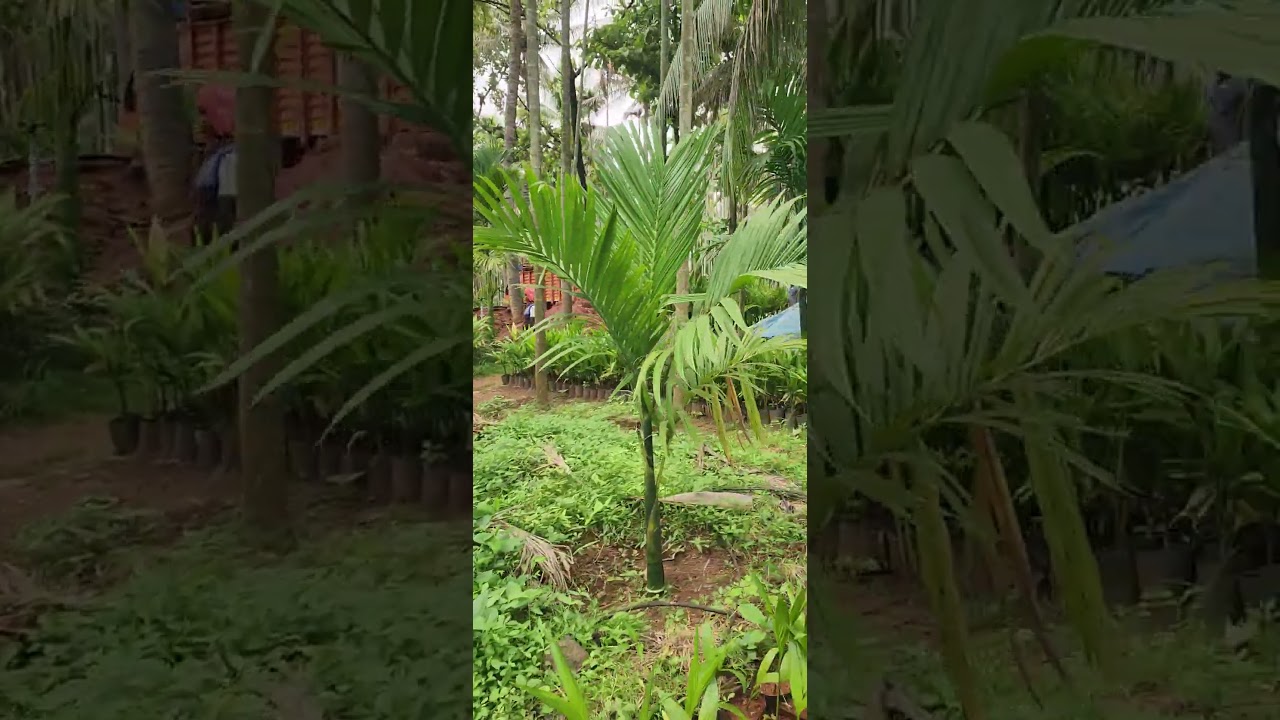 #Arecanut, #ArecaNutPlantation, #Adike, #ArecaNutFarming, #ArecaNutFarms, #song, #NutFarm.