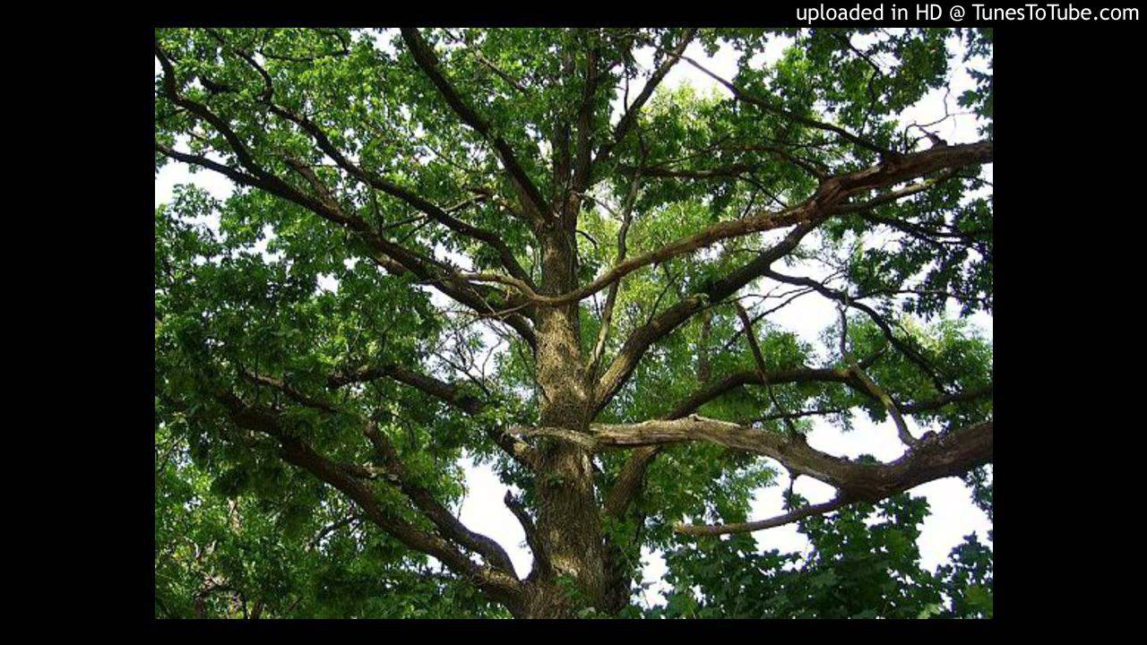 Suvalkija1985- Senas Klevas