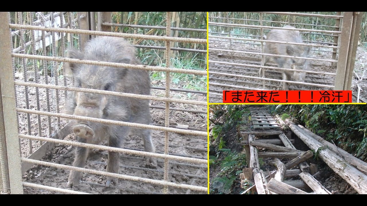 【トランキーロ!】和田浦のハイクコースをほっつき歩く ／ 激突して鼻骨露出！焦りまくりのイノシシさん #602