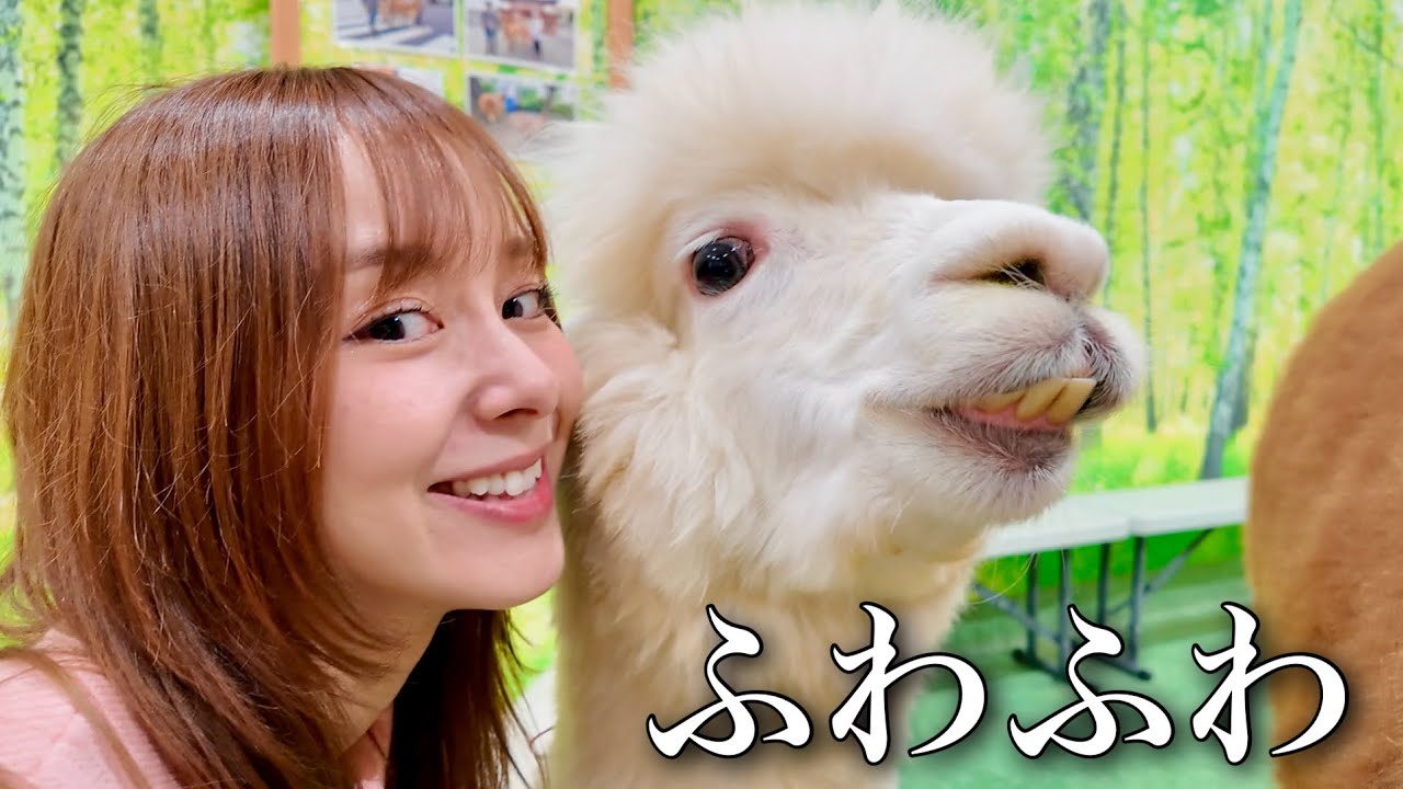アルパカ貸し切りで触れ合ったらふわふわで最高すぎるwwwww