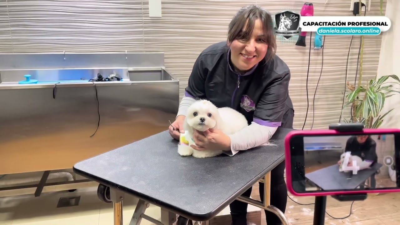 Cursos de peluquería canina profesional