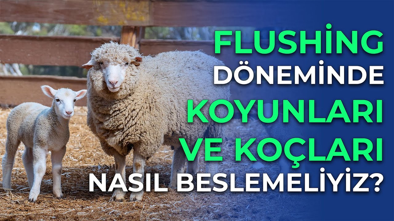 Flushing Dönemi ve Koç Katımı Nedir?