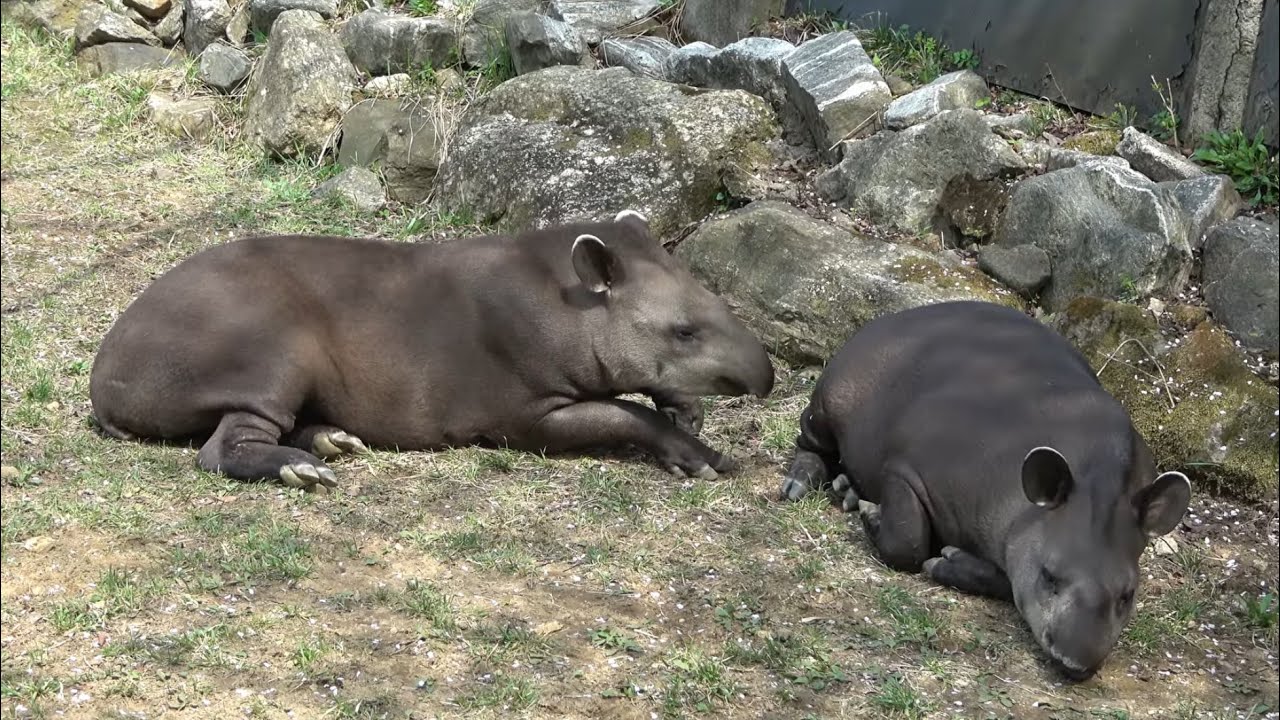 2025-04 American tapir couple