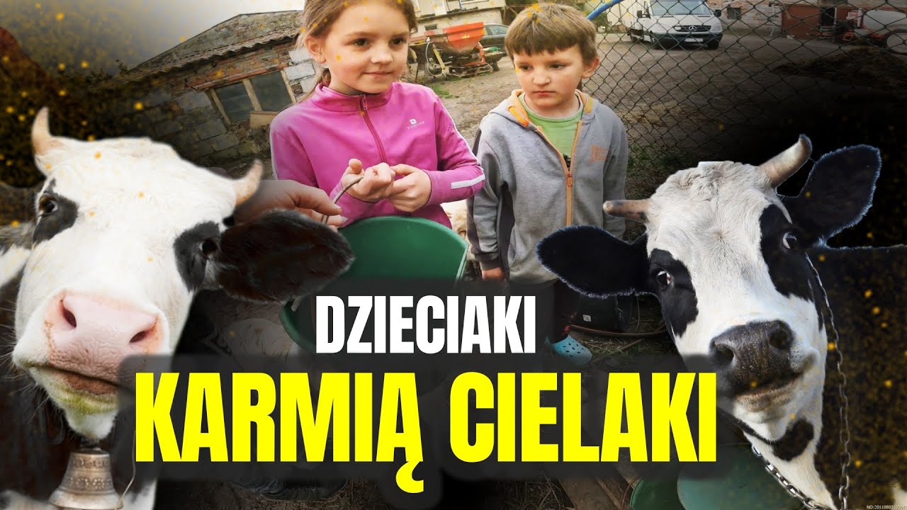 🐮 KARMIMY Z BUTELKI CIELĘTA I MŁODE KÓZKI 🐮 + przeprowadzka świń 🐖 MOJE MINI ZOO / odc. 635