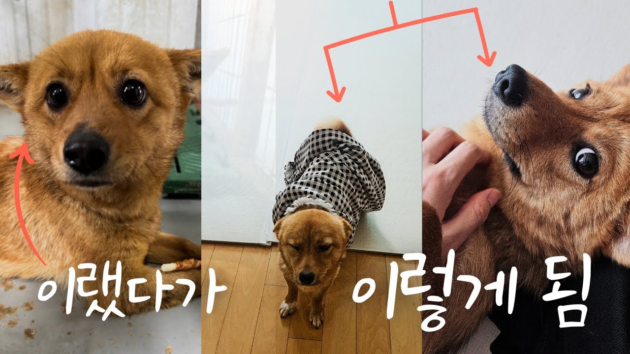 유기견이 집 강아지가 되기까지 한 달 기록