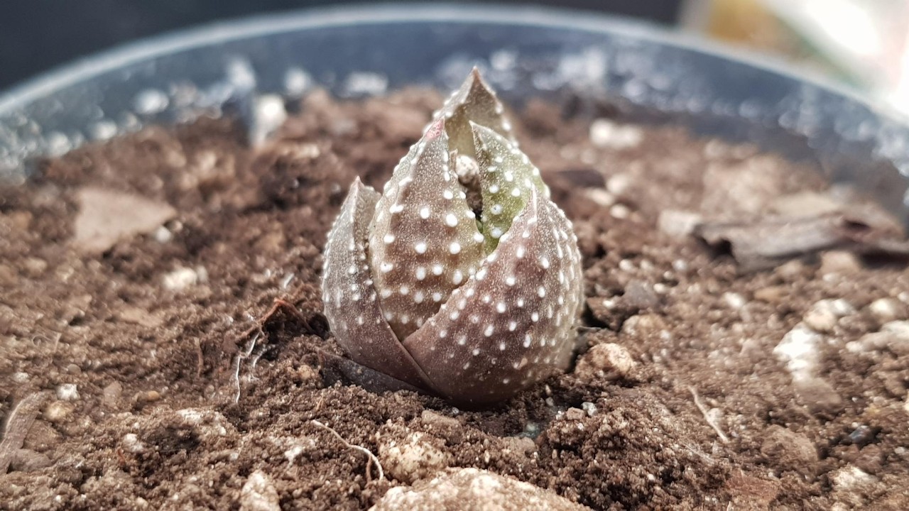 Haworthiopsis Coarctata, es preciosa pero su reproducción es muy lenta