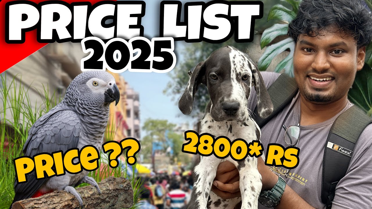 “This Pets Market Has Everything 😱 Dogs, Cats, Birds & More!”