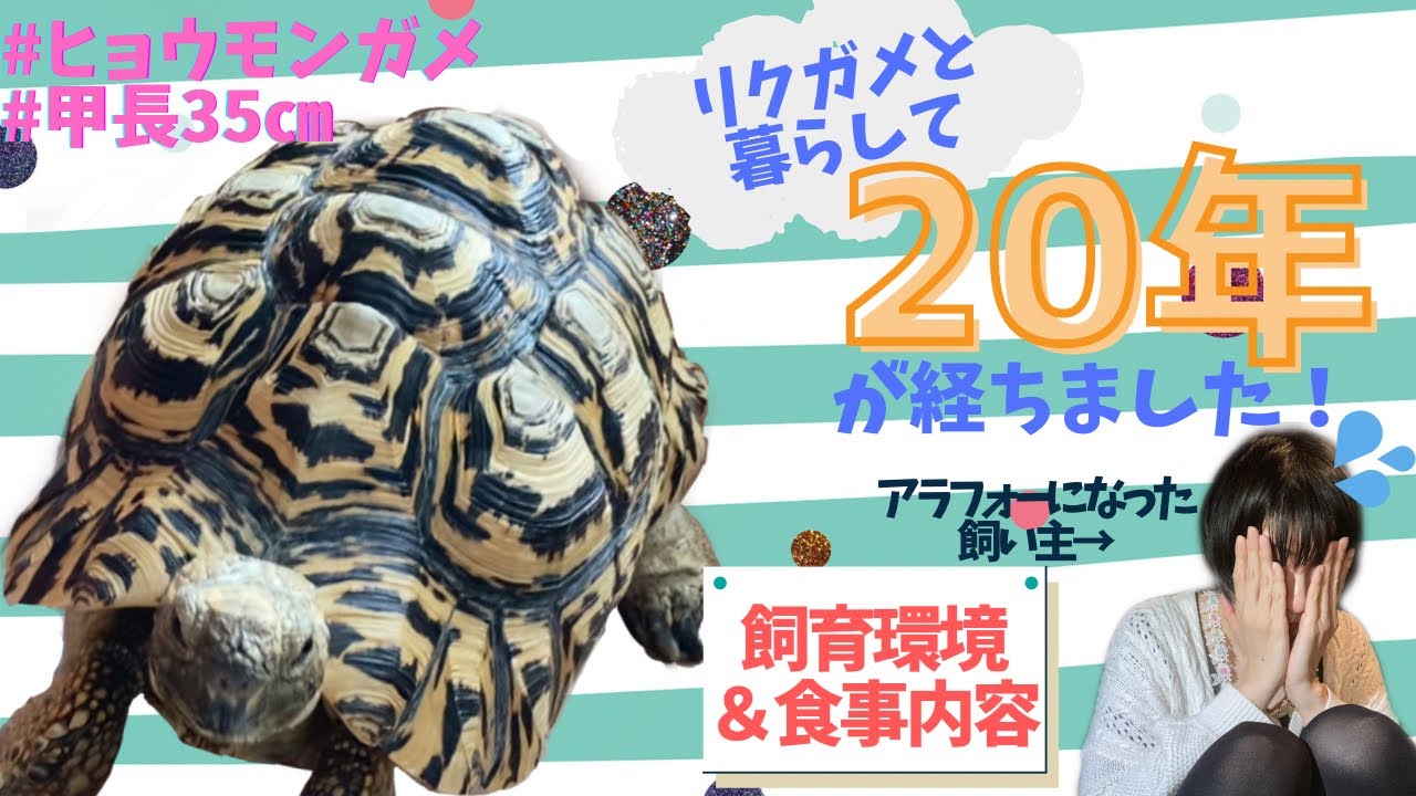 【ヒョウモンガメ】リクガメの飼育環境と食事／飼育歴20年くらい経ちます/我が家のリクガメの紹介と飼い方