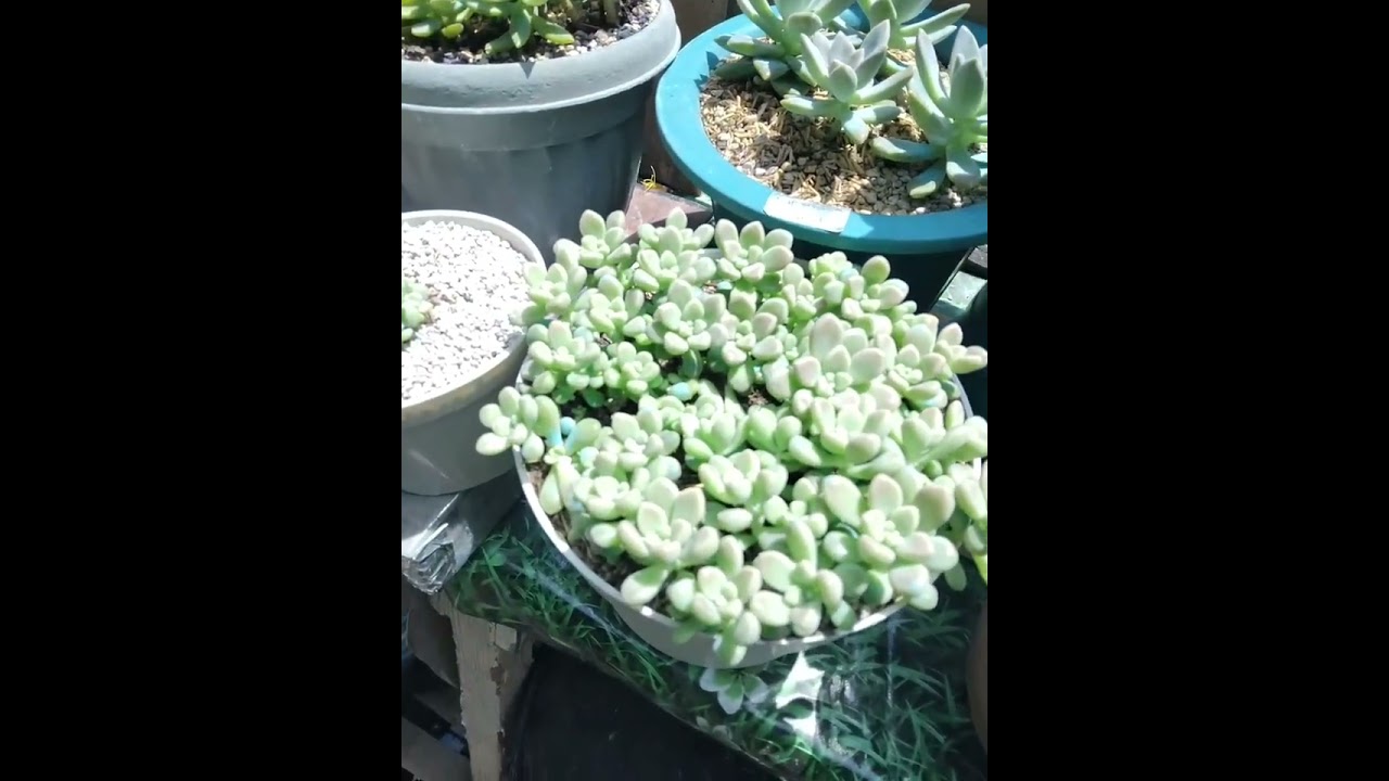 PREPARING MY POTTING MIX AND AN UPDATE OF MY SUCCULENTS 🌱🪷
