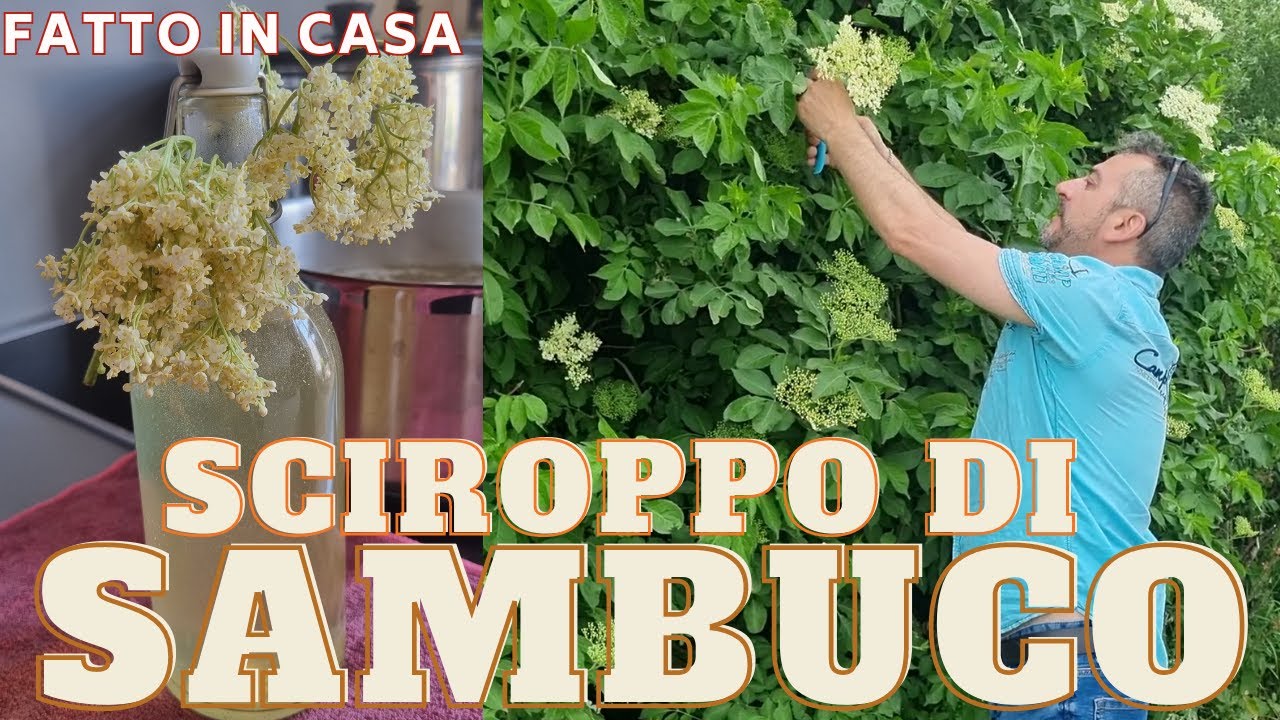 Sciroppo di Sambuco: Il Segreto della Ricetta Fatta in Casa!