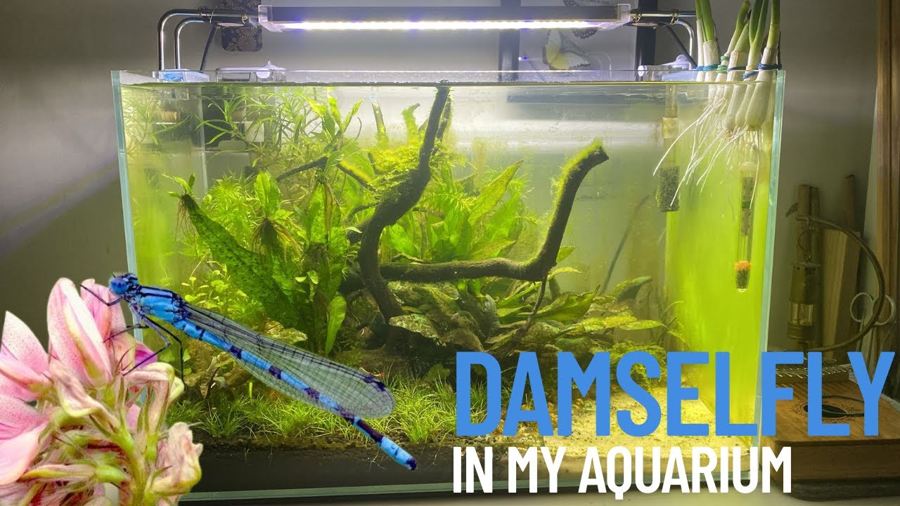 A damselfly was in my aquarium