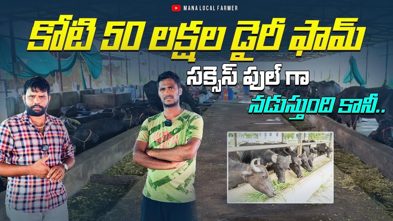 50 గేదెల డైరీ ఫామ్‌..స‌క్స‌స్ ఫుల్‌గా న‌డుస్తున్న కూడా న‌ష్టాల్లోనే | Dairy farm in telangana