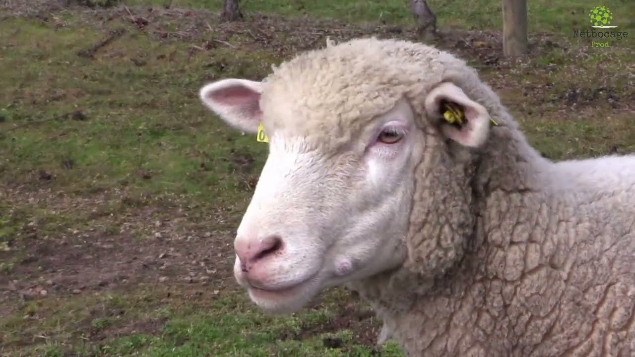 Des moutons aux pieds des vignes à Meillard dans l'Allier