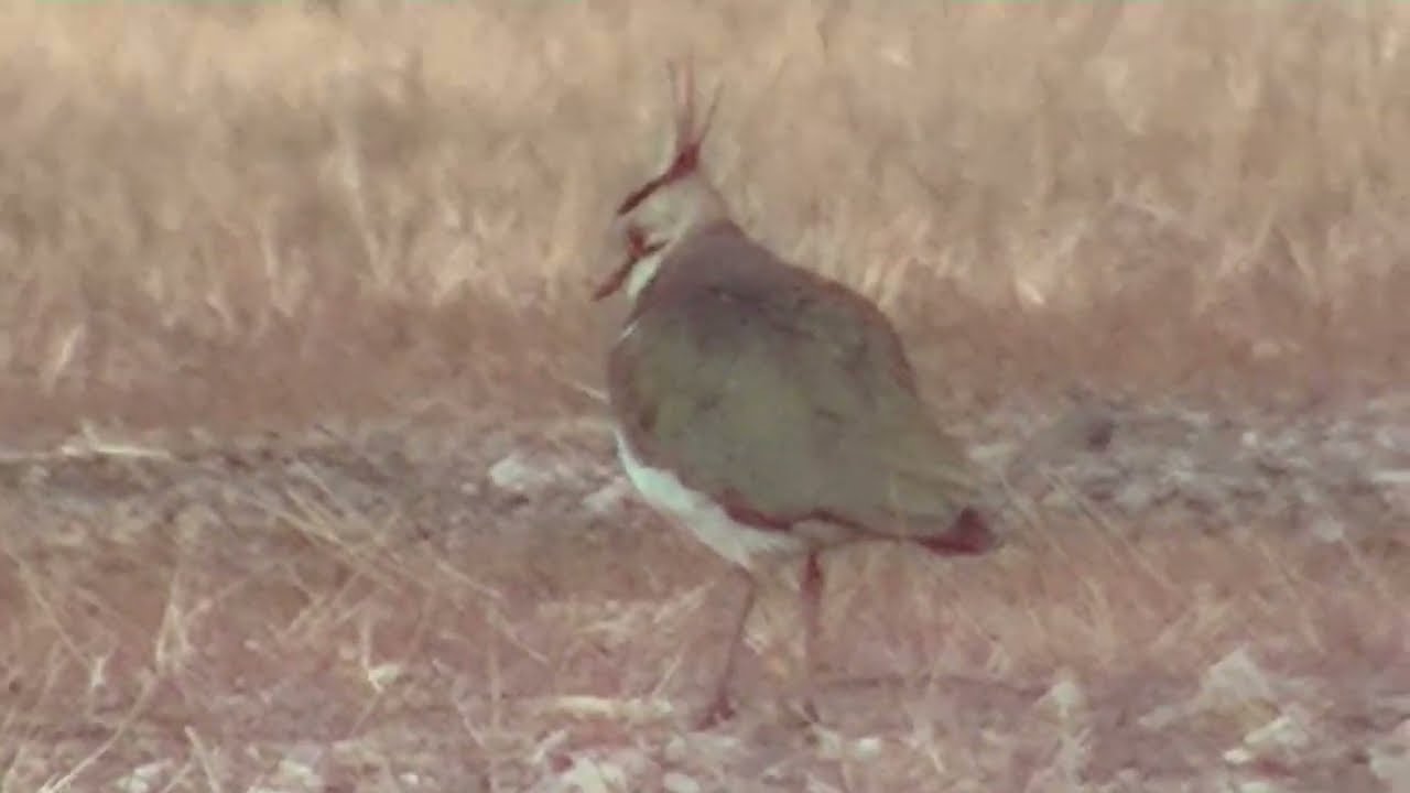 タゲリ一羽 (2.10)　2026東瀛太極拳社