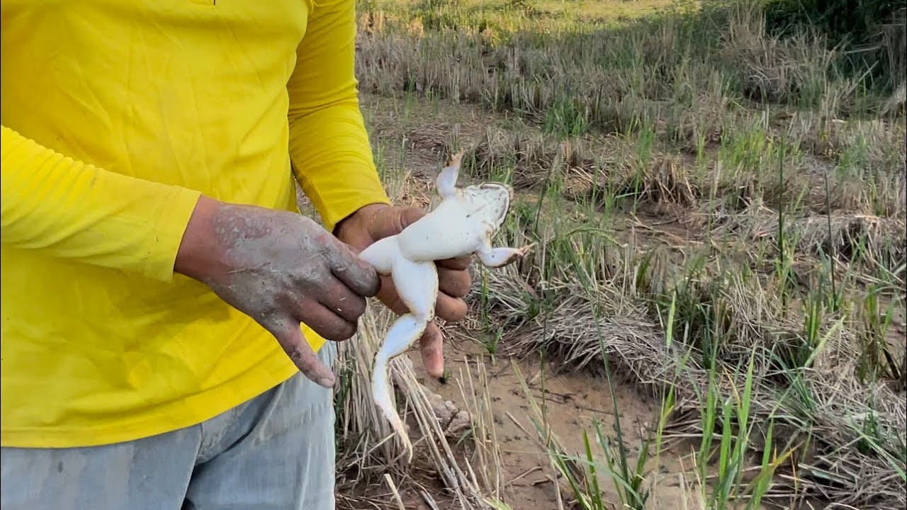 រកកង្កែបក្នុងចំបើងតាមវាលស្រែ