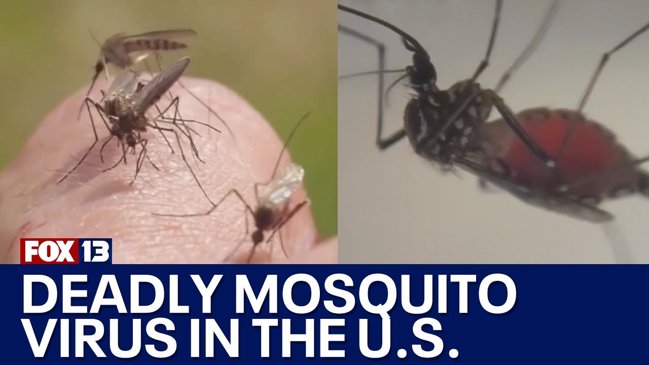 Deadly mosquito virus in the U.S. | FOX 13 Seattle