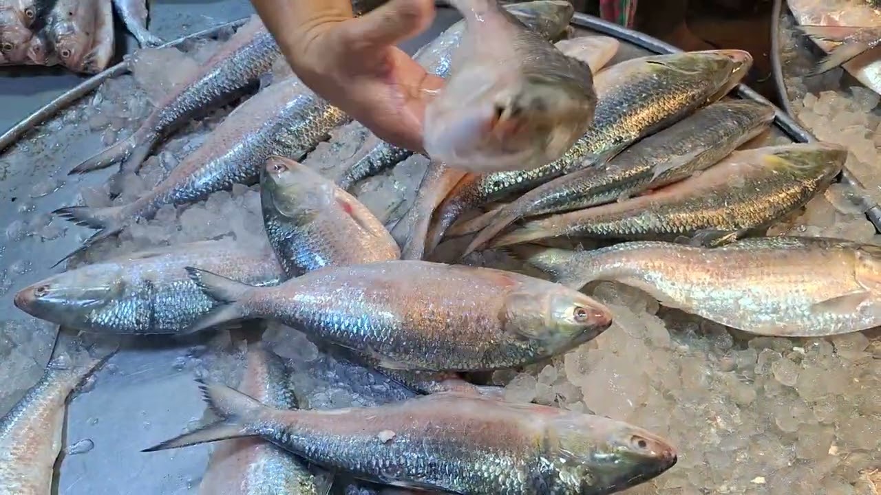 ইলিশ মাছের পাইকারি দাম 🐟 আজকের ইলিশের দাম কত, কাওরান বাজার | Hilsa (Ilish) Fish Price Today