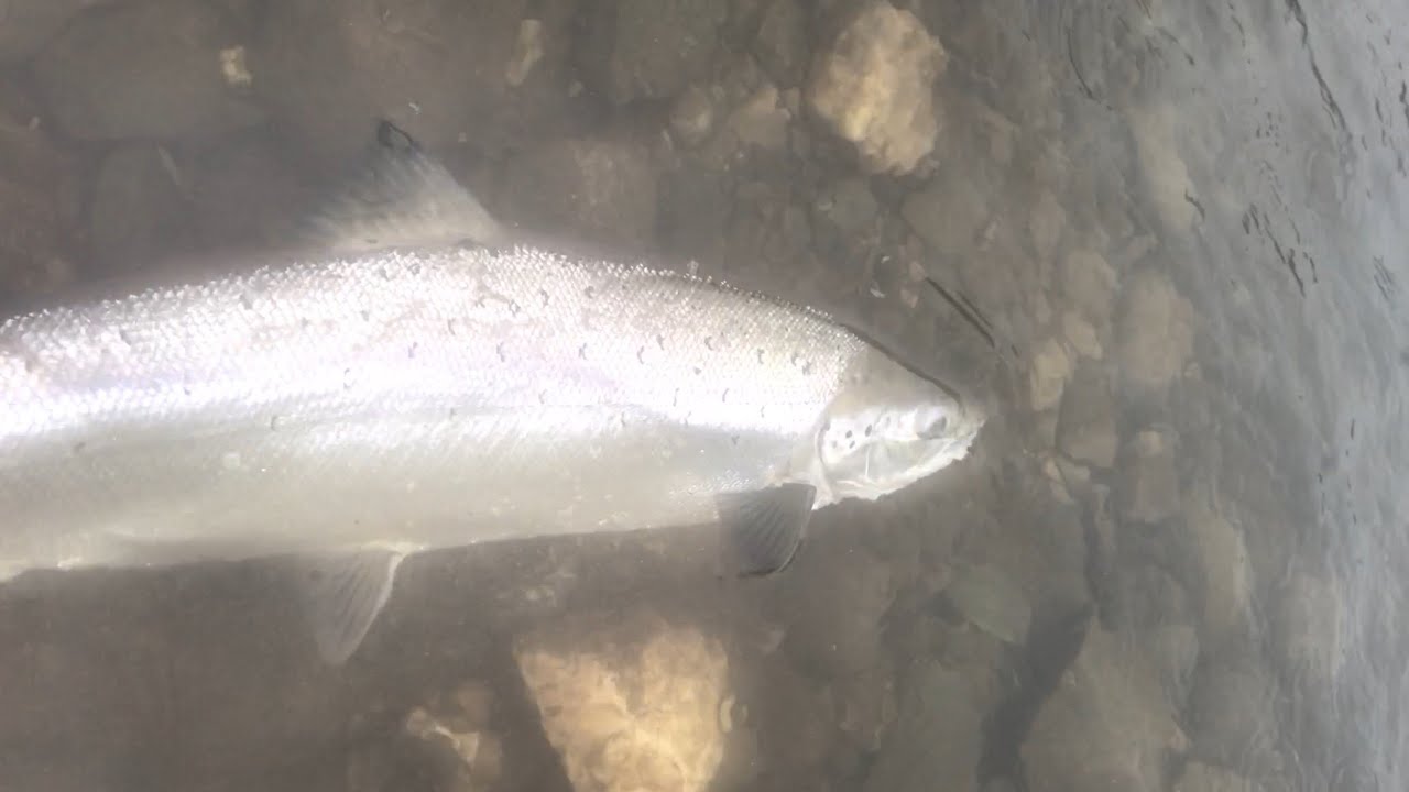 Delphi lodge spring salmon