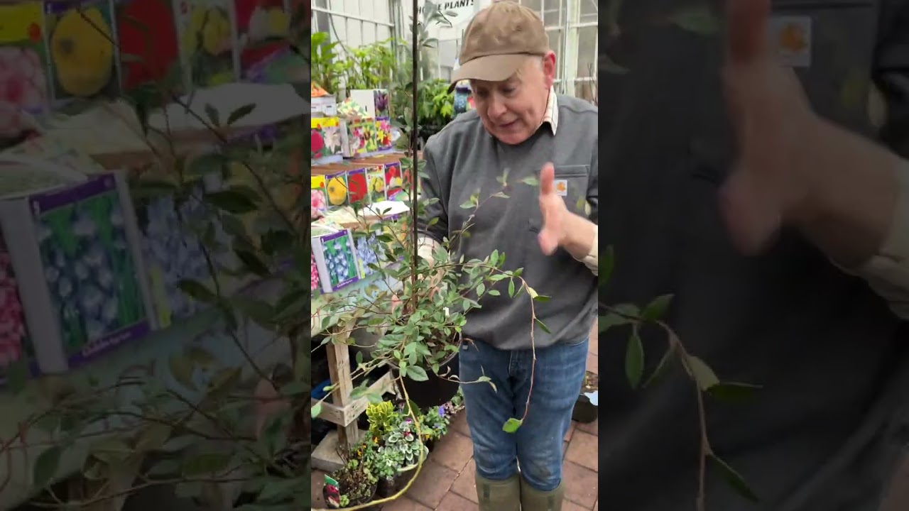 Hardy Evergreen Hedging &ldquo;Coral Berry&rdquo;