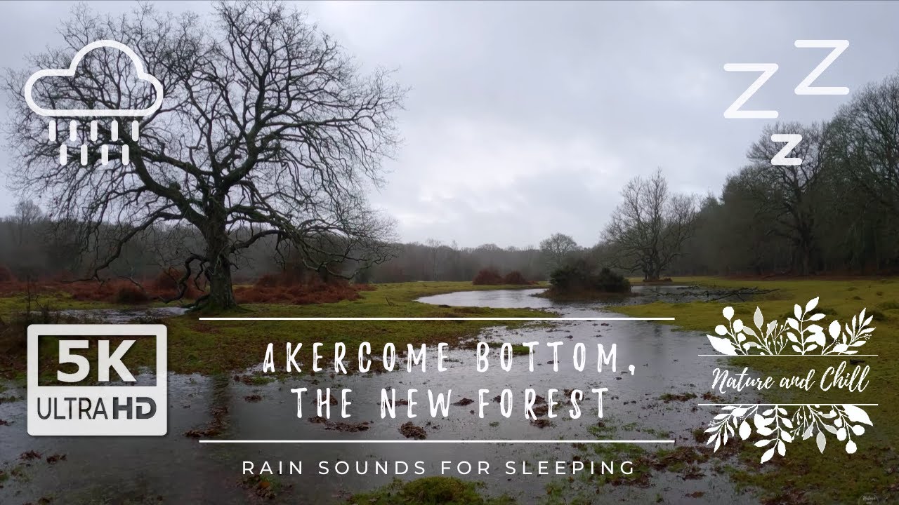 Heavy Rain With Thunder In The Forest - ASMR - Sounds for Sleep, Relaxation, Meditation And Study