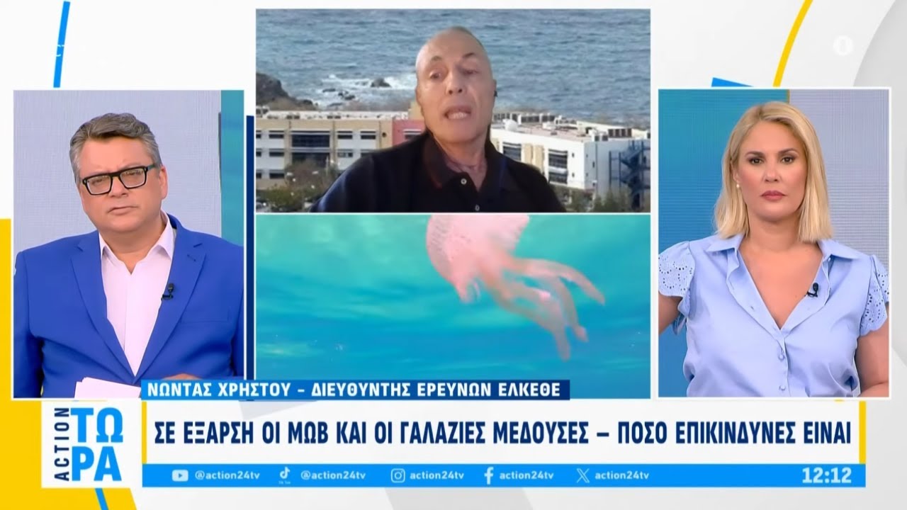 Μωβ μέδουσες: Ο χάρτης με τις πιο επικίνδυνες περιοχές - Τι να κάνετε εάν σας τσιμπήσουν | ACTION 24