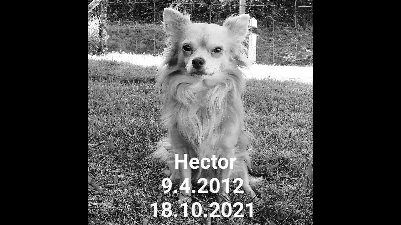 Hommage Hector