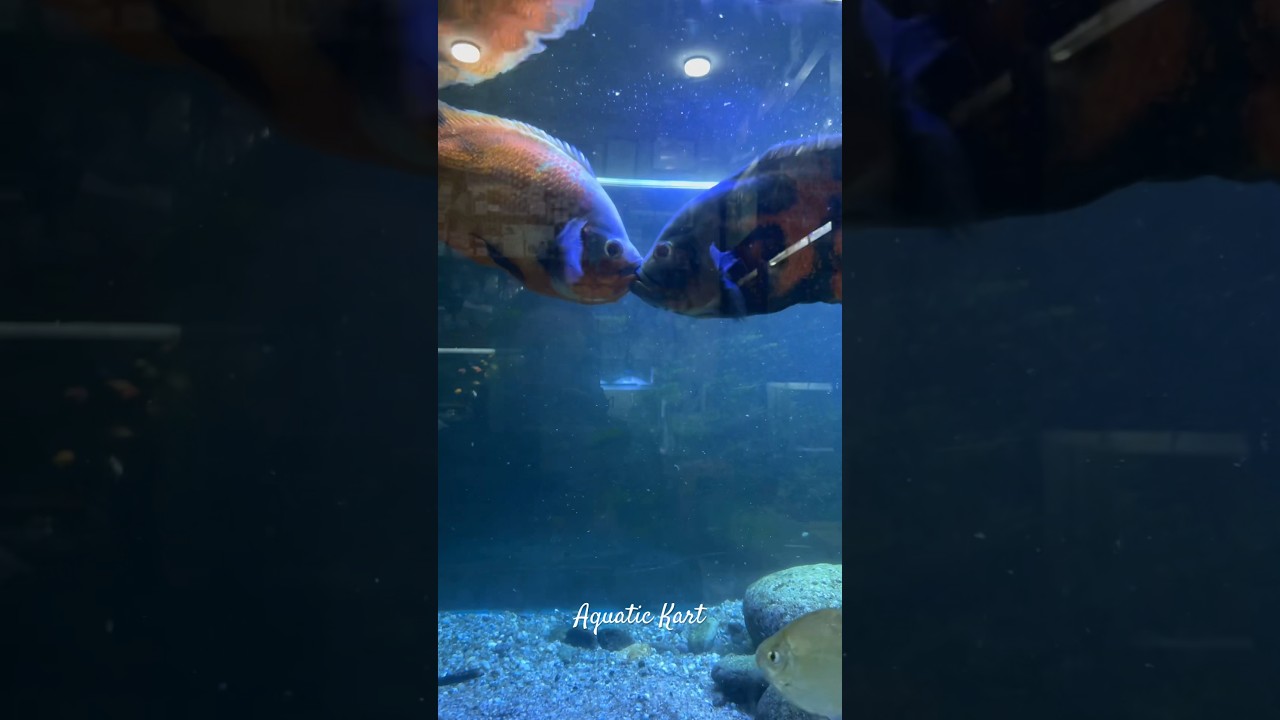 Oscar Fighting or Pairing ! #oscarfish #oscarbreeding #oscarfishes