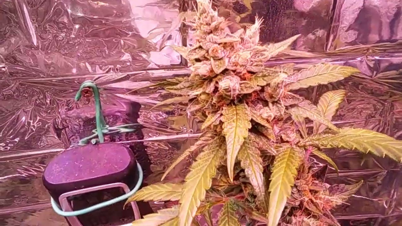 Lemon Berry Haze, Terp'L, Juicy Fruit, Lemon Skunk...