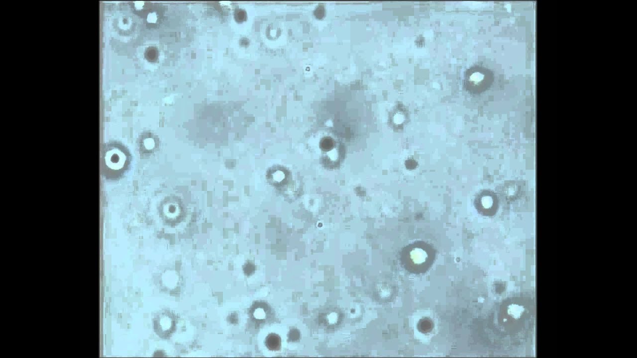 Brown'sche Molekularbewegung: Milch auf warmen Wasser