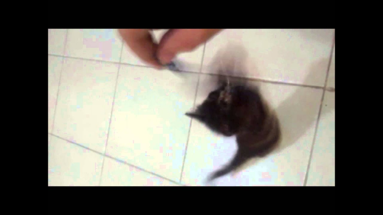 pester playing with collar
