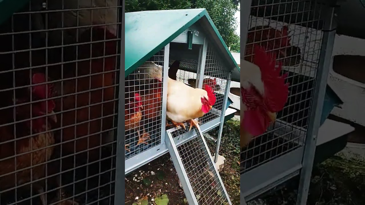 Nuovo pollaio #new #pollaio #chicken #galline #uova #natural #naturalbeauty #nuvole #top
