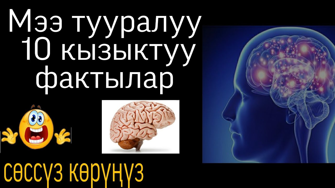 Мээ тууралуу 10 кызыктуу факт   | Талант_TV.