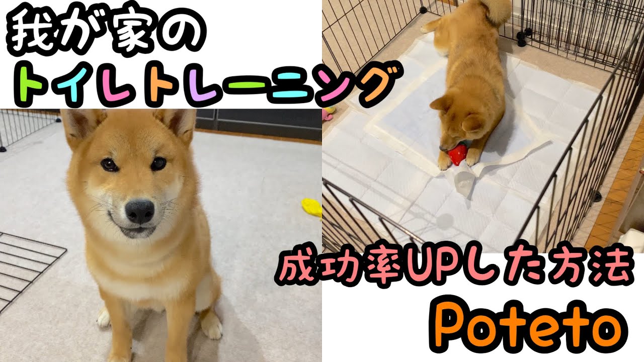 【閲覧注意】我が家が行っていたトイレトレーニング 方法【柴犬】