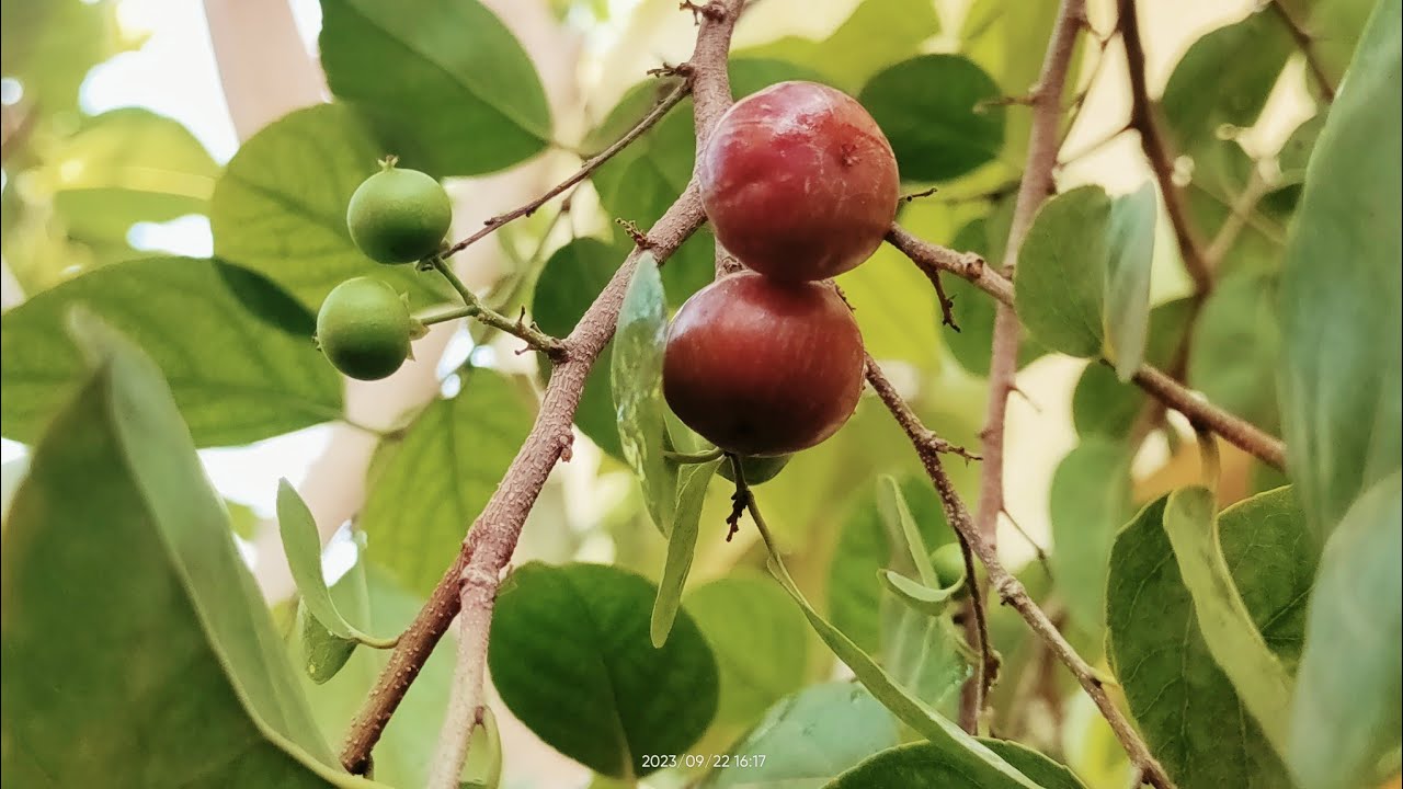 Special Silk Red Sweet Luvi / Burmese Cherry big plants available for sale at Chennai - Agreen