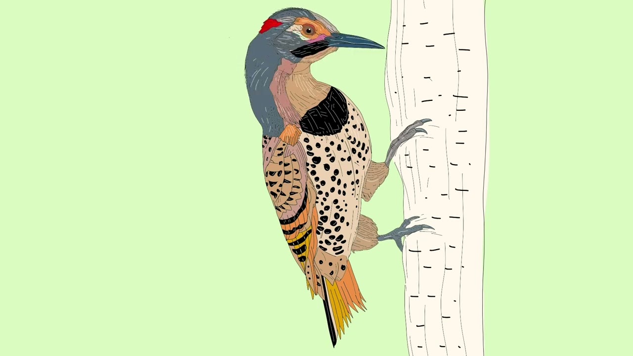 The Northern Flicker Searching for Food